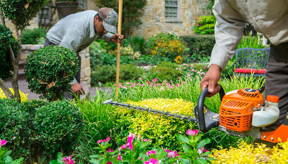 Landscapers trimming bushes and removing weeds