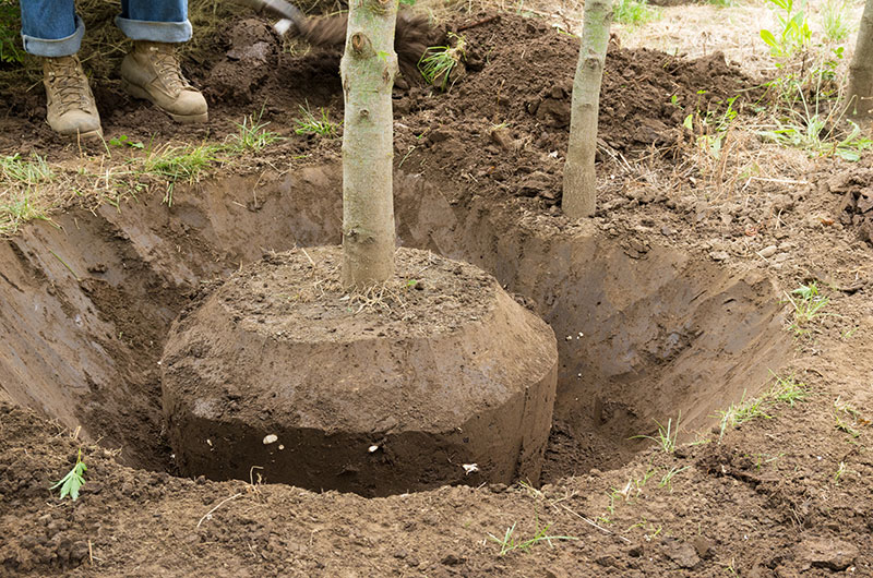 Landscaper placing a new tree in a hole.