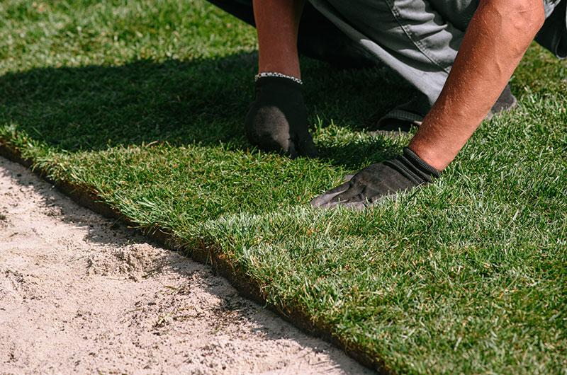 Landscaper pressing down newly installed grass sod.