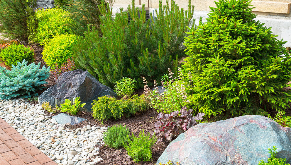 Landscaping with conifer trees, bushes, and plants, combined with wood mulch and stone.