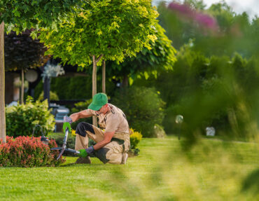 Landscaper pruning small red shrub on commercial property.