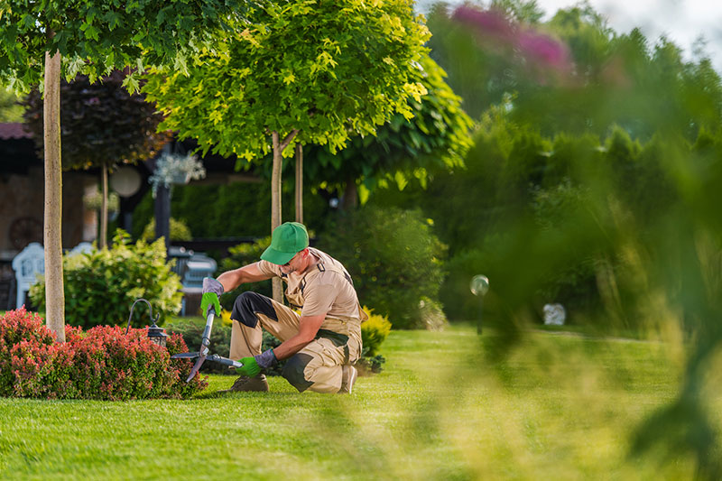 Landscaper pruning small red shrub on commercial property.