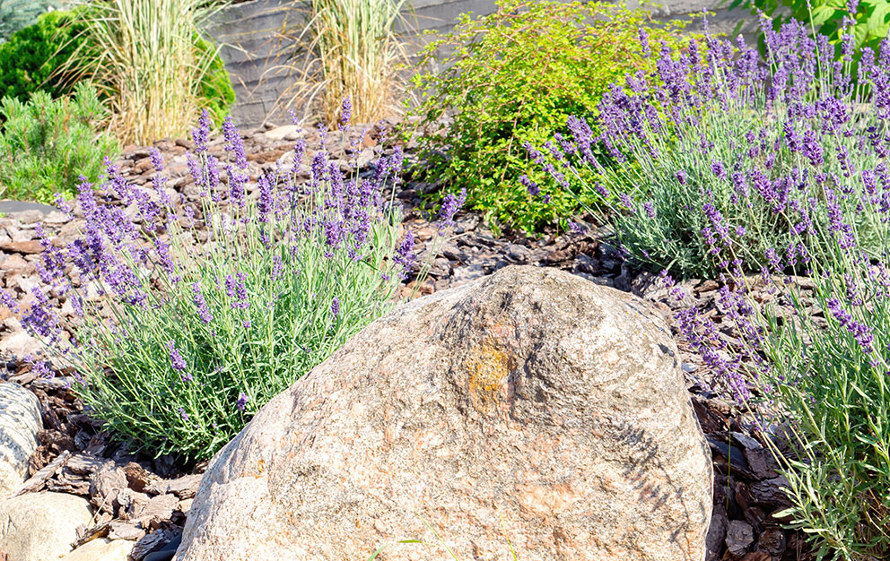 Landscape with lavender, tall grasses, wood chip mulch, and stone.