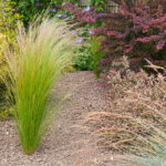 Sustainable landscape with tall grasses and drought resistant bushes.