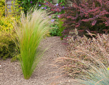 Sustainable landscape with tall grasses and drought resistant bushes.