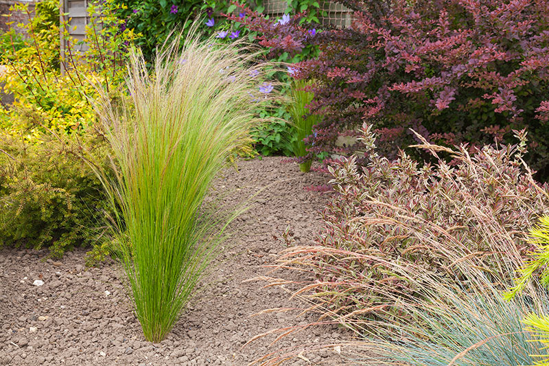 Sustainable landscape with tall grasses and drought resistant bushes.