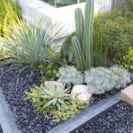 Sustainable landscape with cactus and succulents, with dark stone ground cover.