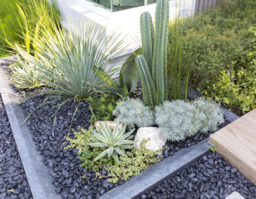 Sustainable landscape with cactus and succulents, with dark stone ground cover.