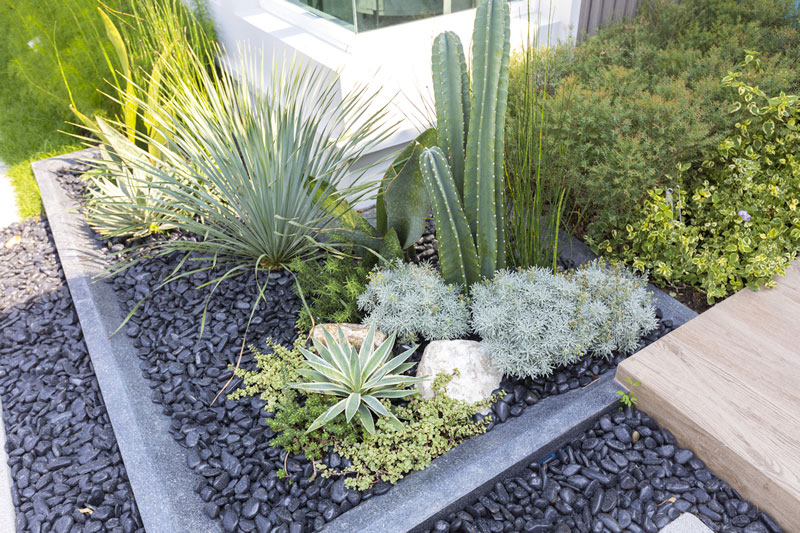 Sustainable landscape with cactus and succulents, with dark stone ground cover.