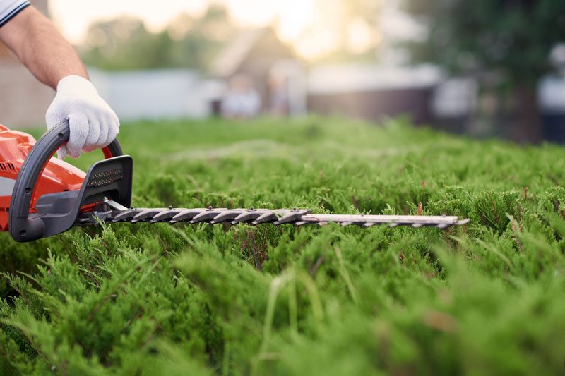 Landscaper trimming hedges and shrubs