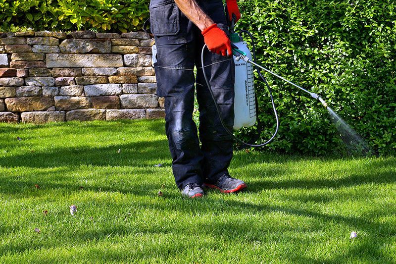 Landscaper spraying weeds